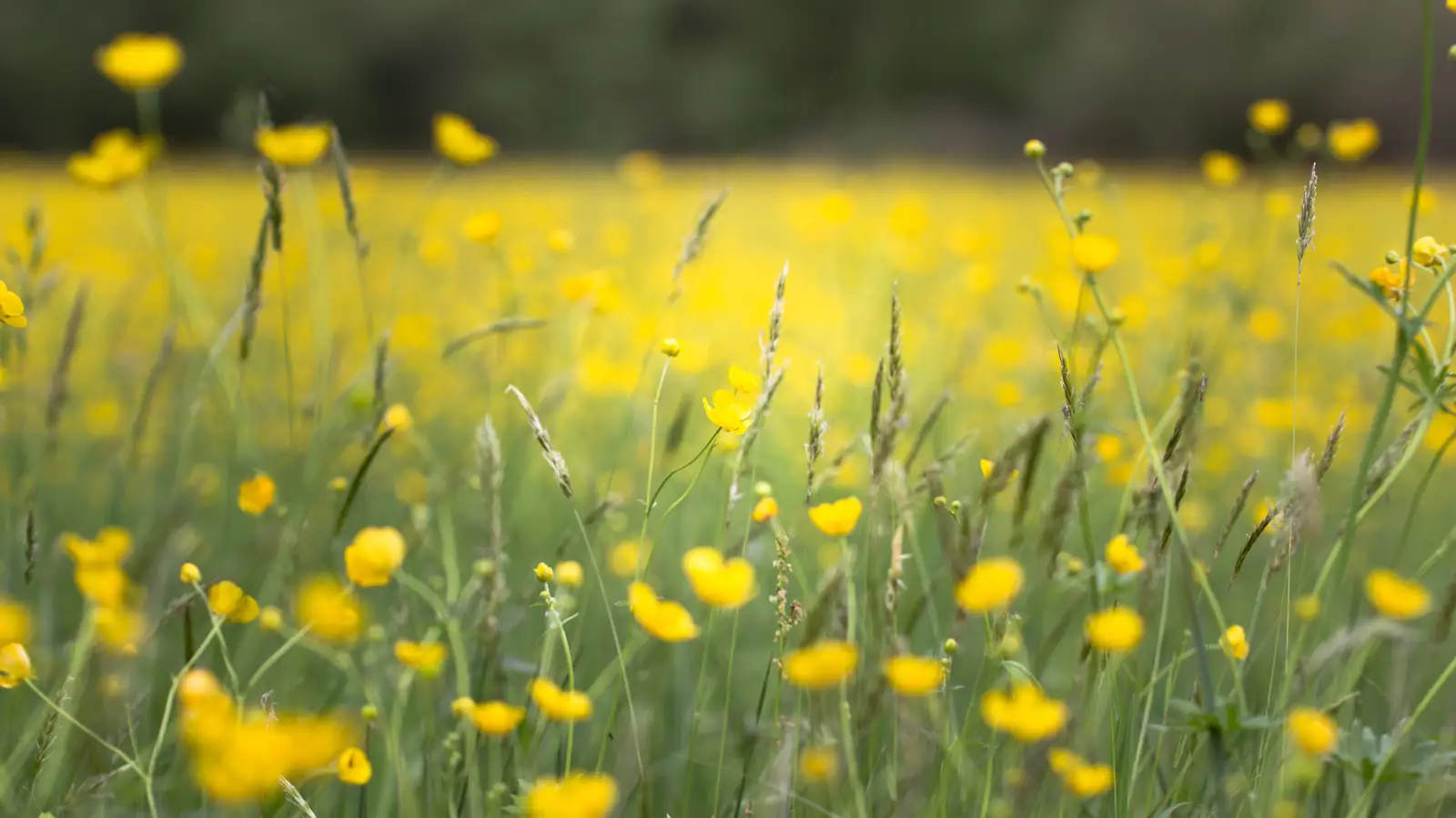 Butterblumenwiese im Frühling bei Fluorn-Winzeln