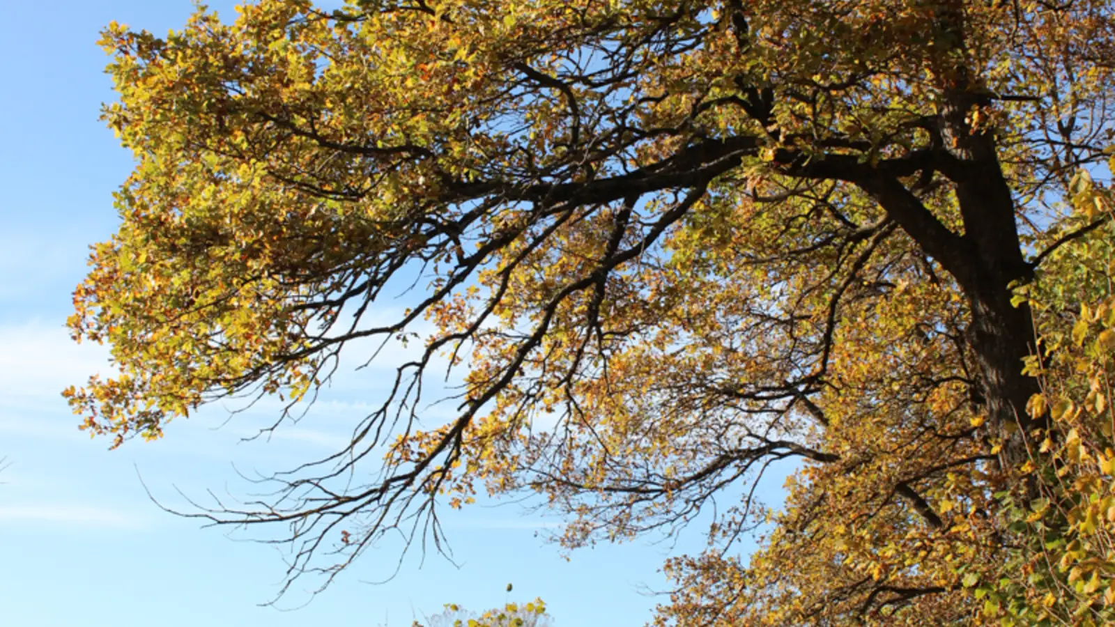 Alte Eiche in Herbstfarben gegen den blauen Himmel