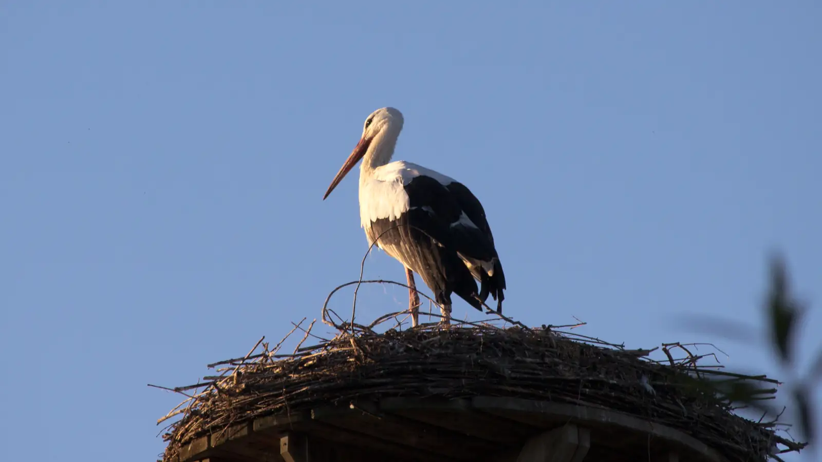 Storch auf seinem Horst über Fluorn-Winzeln