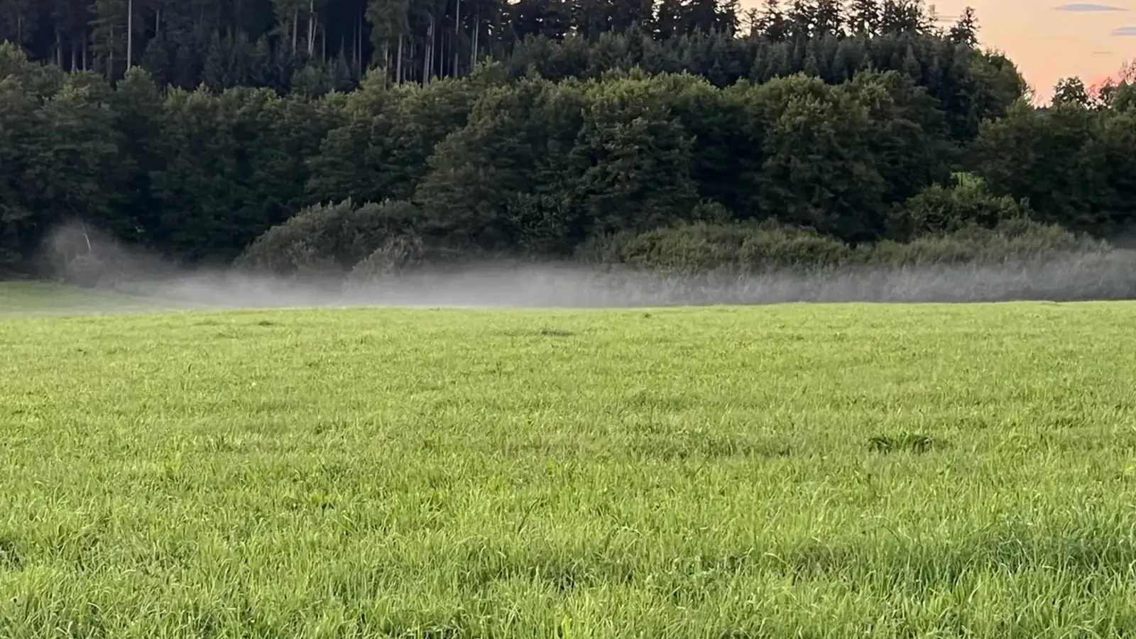 Nebel über der Wiese am Waldrand in der Abenddämmerung
