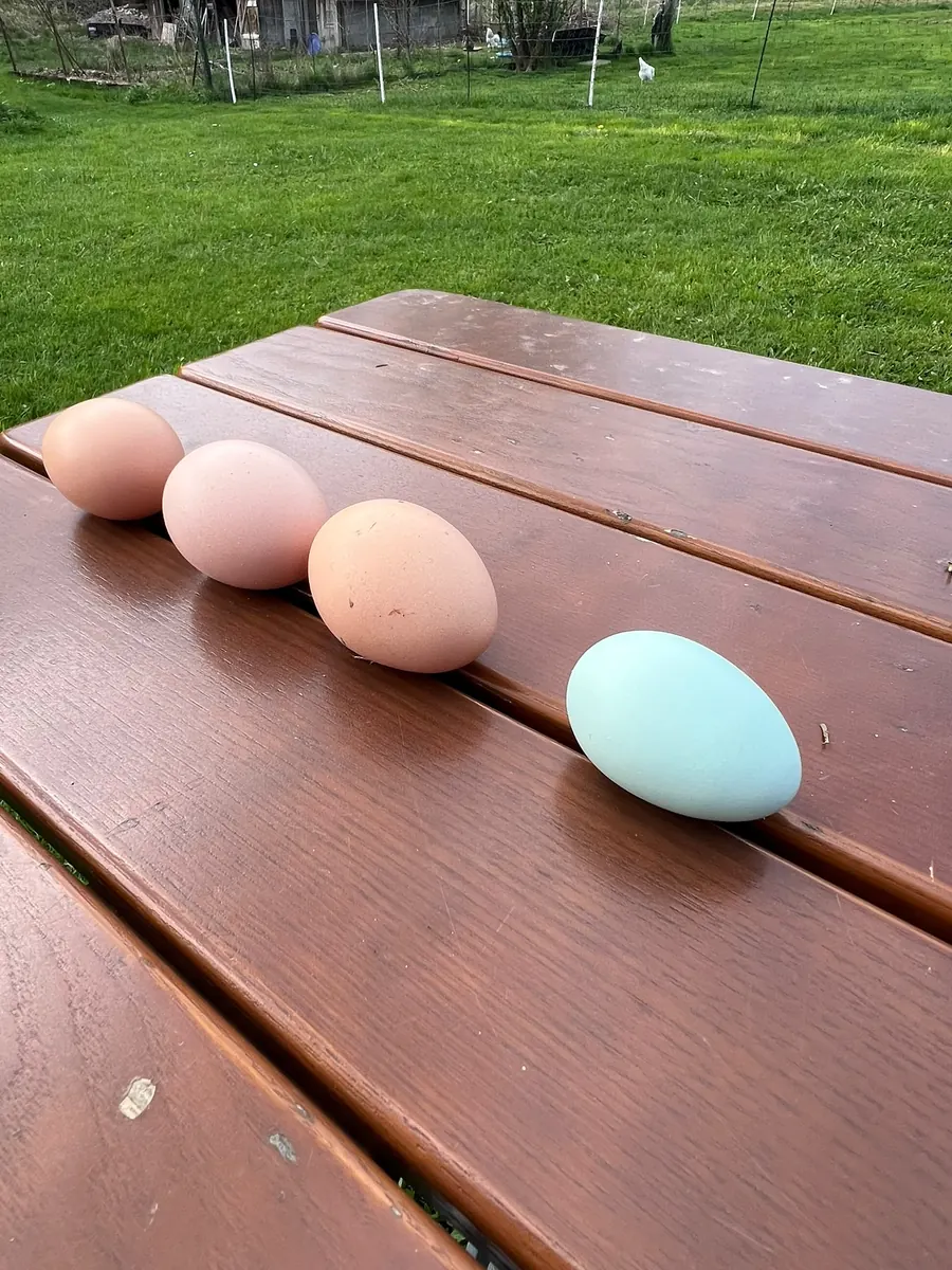 Frische Eier aus dem Dorf