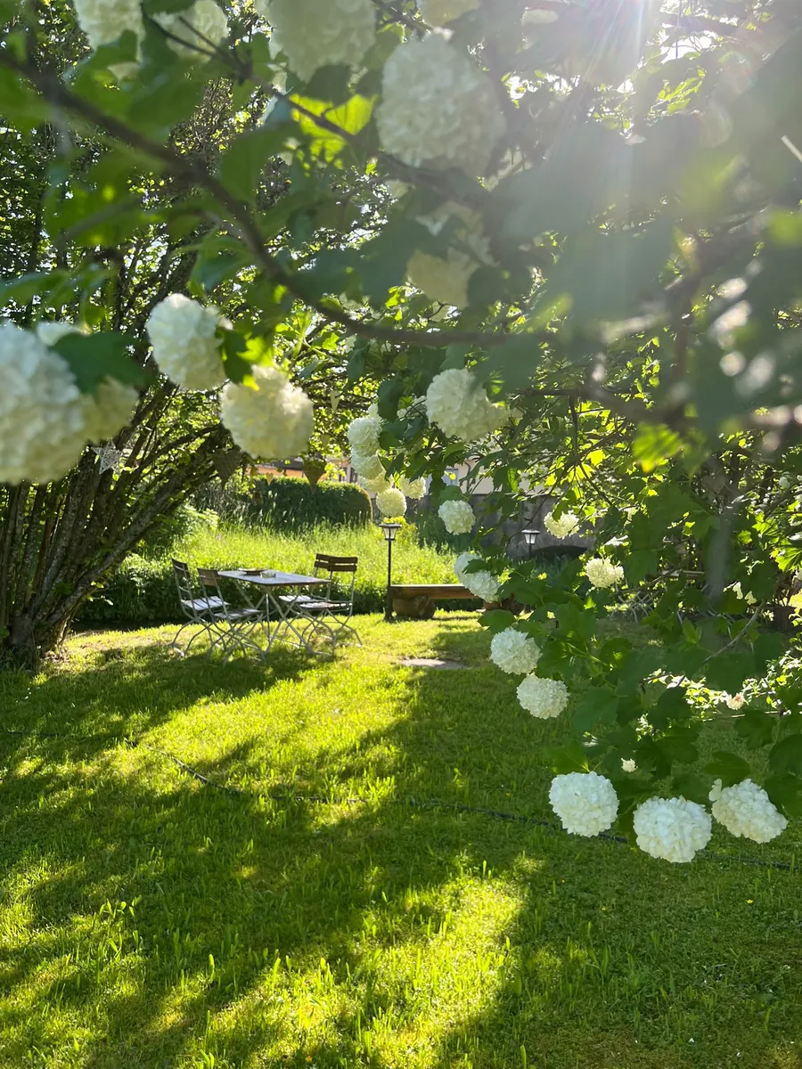 Weiße Blüten im Gegenlicht über der Gartenwiese