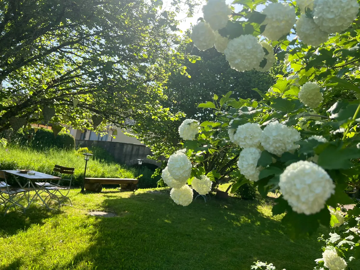 Blühende Schneeballbüsche im Garten