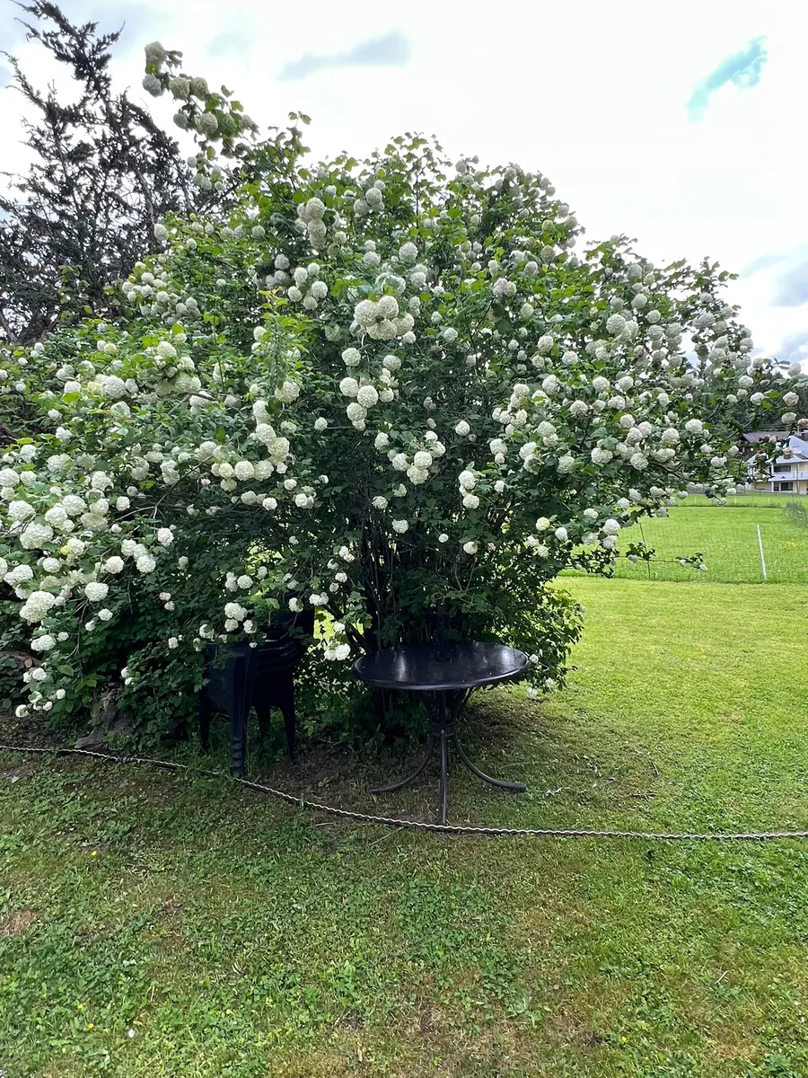 Blühender Zierstrauch auf der Gartenwiese
