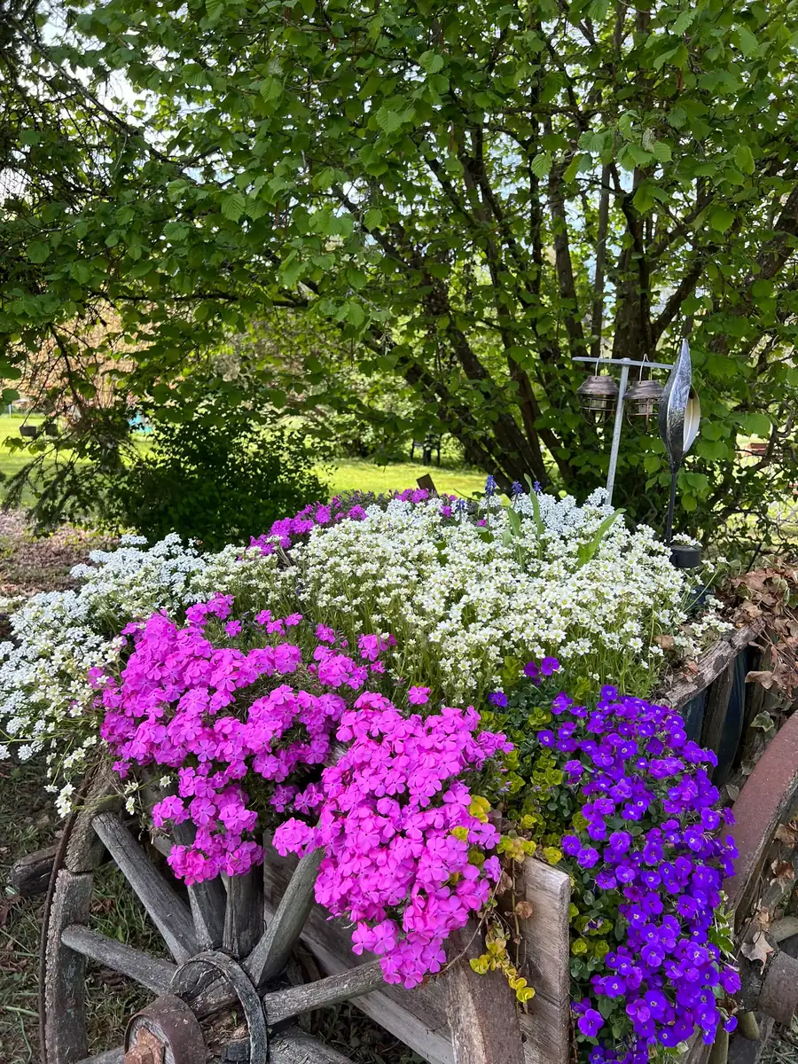 Wagenrad mit pink bluehenden Blumen