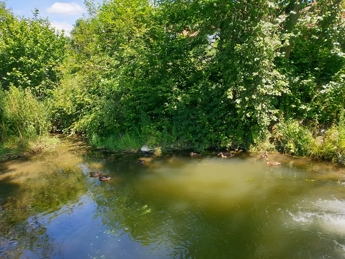 Entenfamilie auf dem Heimbach am Ufer des Gartens