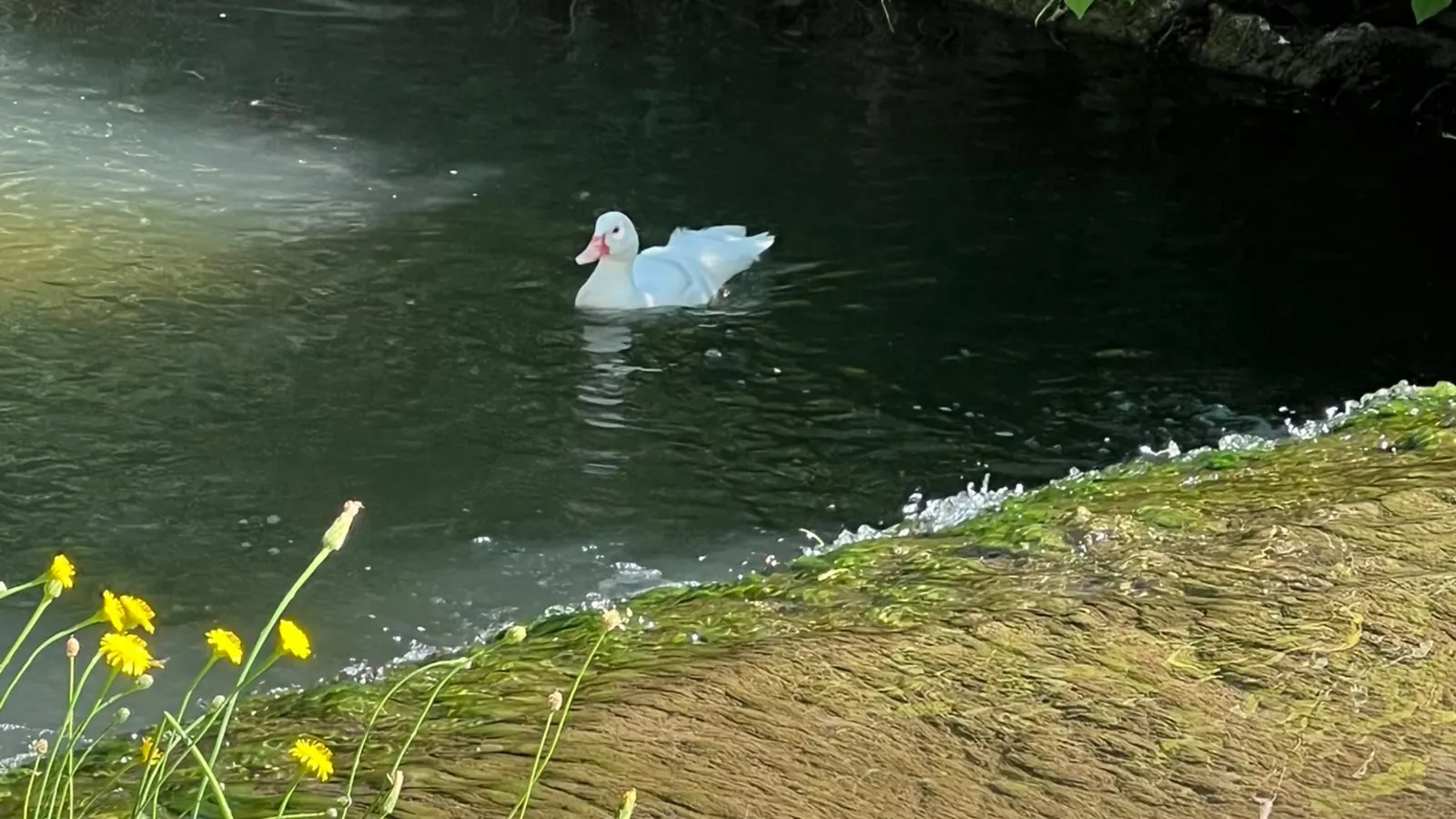 Schwan auf dem Heimbach am Hotel Hirsch