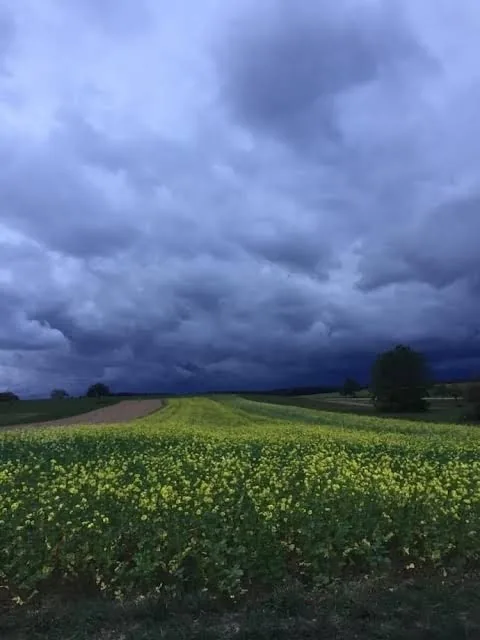 Rapsfeld unter dunklen Gewitterwolken bei Fluorn-Winzeln