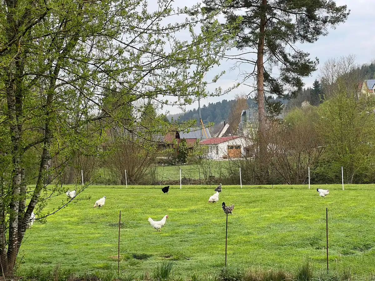 Gänse und Hühner auf der Wiese neben dem Haus