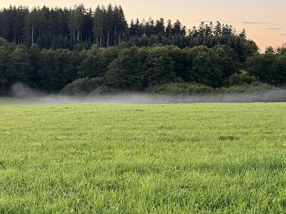 Nebel über der Wiese am Waldrand in der Abenddämmerung